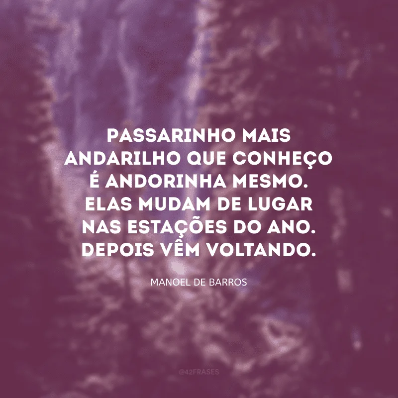 Passarinho mais andarilho que conheço é andorinha mesmo. Elas mudam de lugar nas estações do ano. Depois vêm voltando.