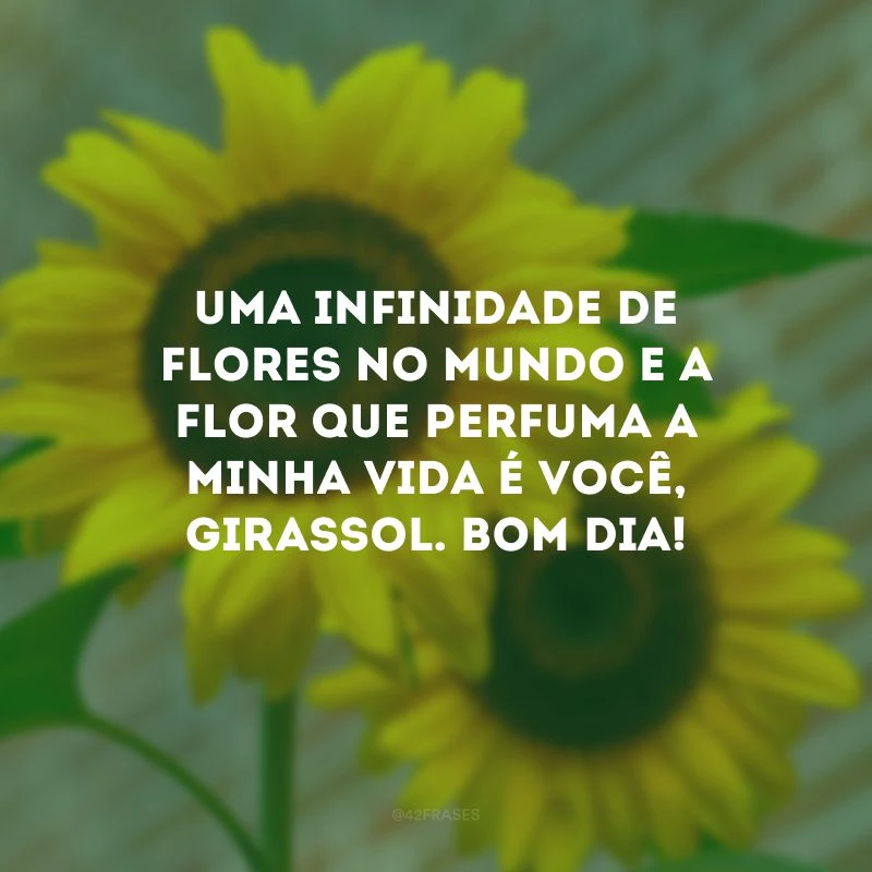 Uma infinidade de flores no mundo e a flor que perfuma a minha vida é você, girassol. Bom dia! 