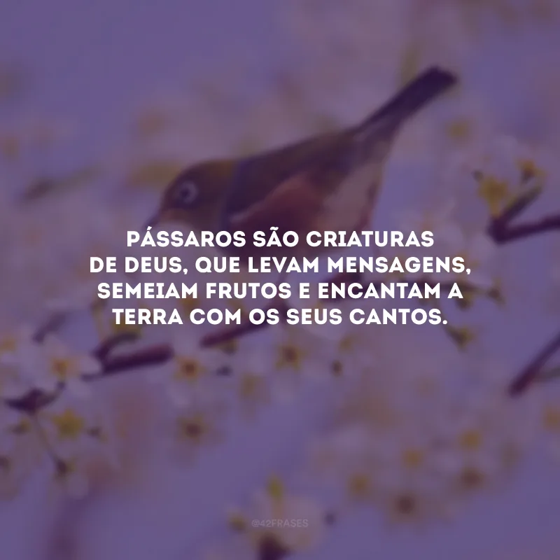 Pássaros são criaturas de Deus, que levam mensagens, semeiam frutos e encantam a Terra com os seus cantos. 