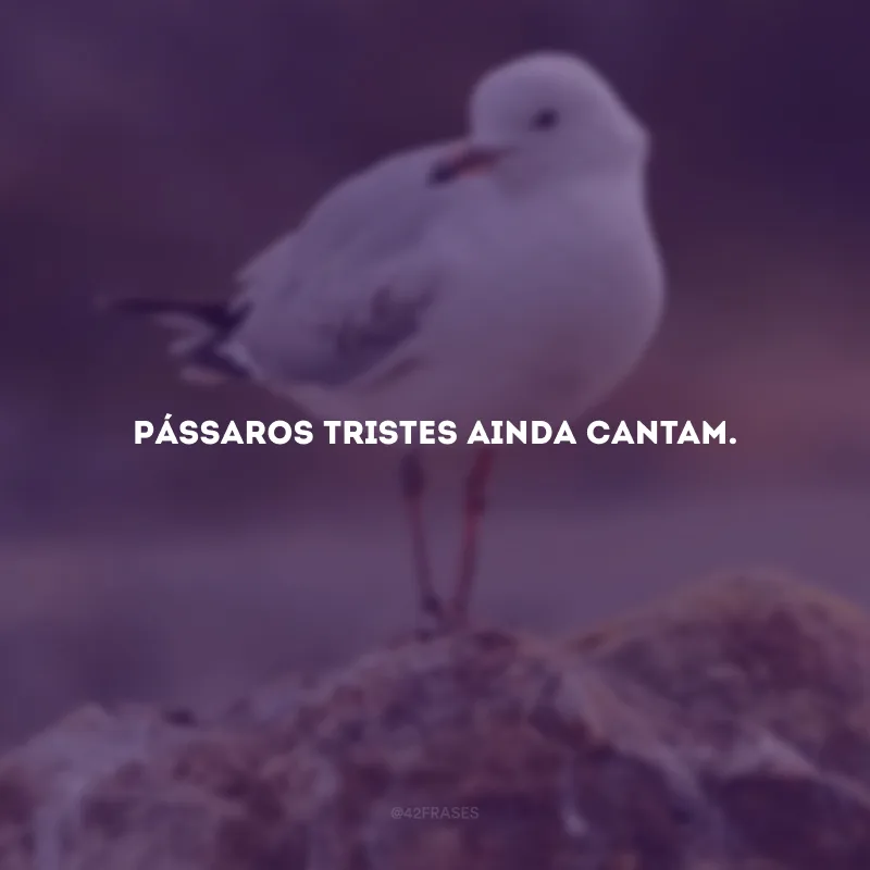 Pássaros tristes ainda cantam.