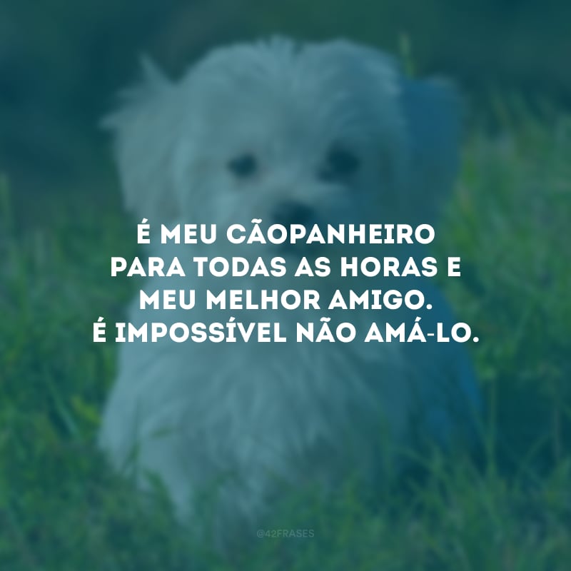 É meu cãopanheiro para todas as horas e meu melhor amigo. É impossível não amá-lo.