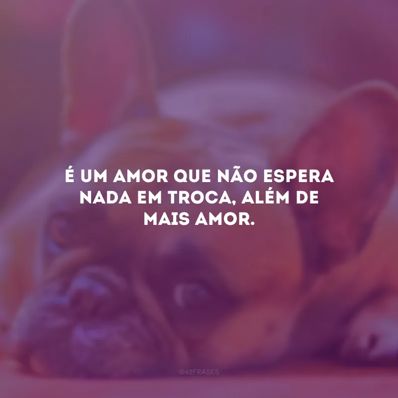 É um amor que não espera nada em troca, além de mais amor.