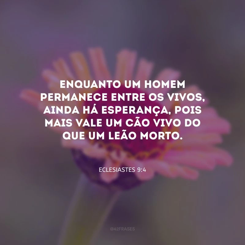 Enquanto um homem permanece entre os vivos, ainda há esperança, pois mais vale um cão vivo do que um leão morto.
