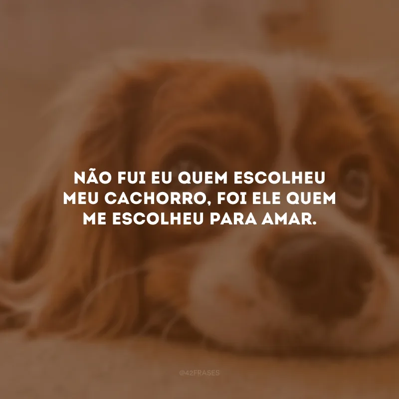 Não fui eu quem escolheu meu cachorro, foi ele quem me escolheu para amar.