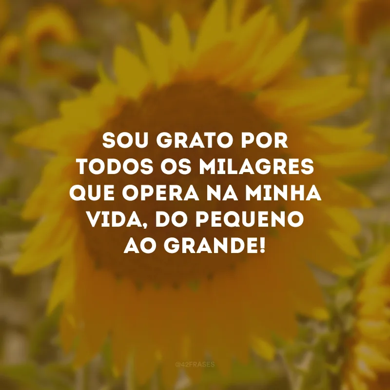 Sou grato por todos os milagres que opera na minha vida, do pequeno ao grande!