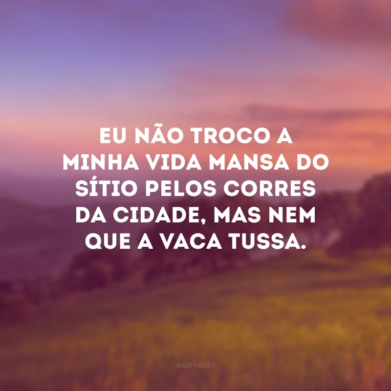 Eu não troco a minha vida mansa do sítio pelos corres da cidade, mas nem que a vaca tussa.