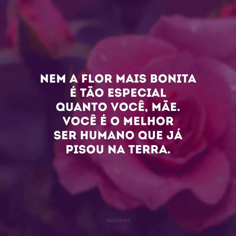 Nem a flor mais bonita é tão especial quanto você, mãe. Você é o melhor ser humano que já pisou na terra.