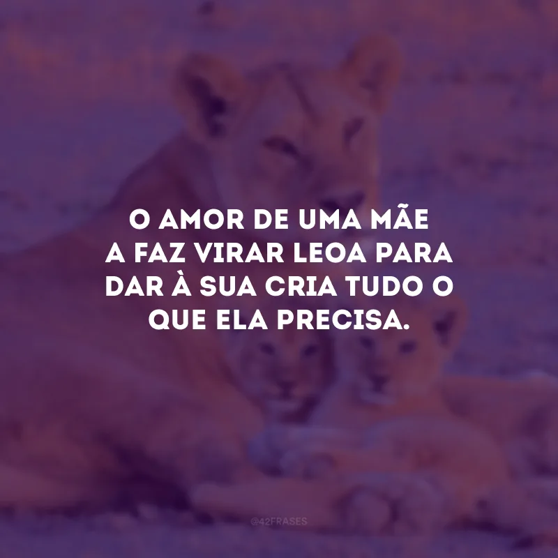 O amor de uma mãe a faz virar leoa para dar à sua cria tudo o que ela precisa.