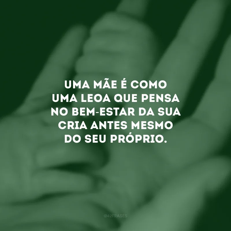 Uma mãe é como uma leoa que pensa no bem-estar da sua cria antes mesmo do seu próprio.