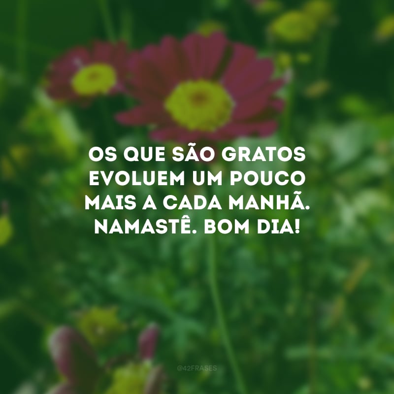 Os que são gratos evoluem um pouco mais a cada manhã. Namastê. Bom dia!