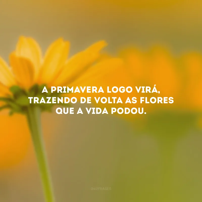 A primavera logo virá, trazendo de volta as flores que a vida podou.