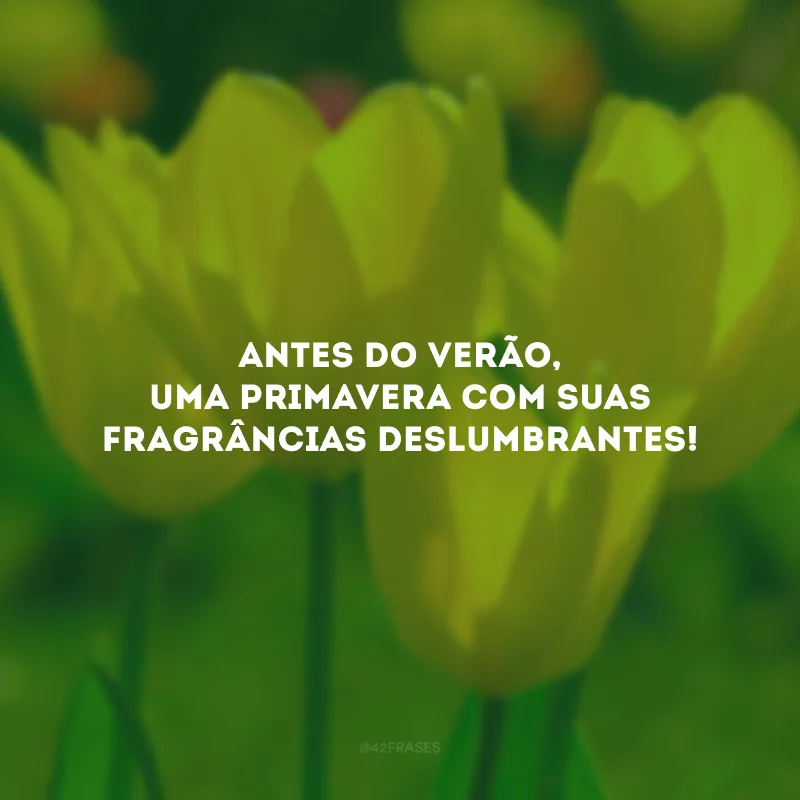 Antes do verão, uma primavera com suas fragrâncias deslumbrantes!