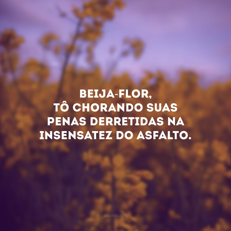 Beija-flor, tô chorando suas penas derretidas na insensatez do asfalto. 