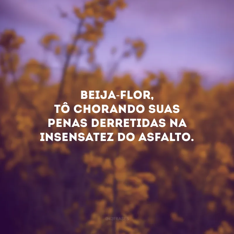 Beija-flor, tô chorando suas penas derretidas na insensatez do asfalto. 