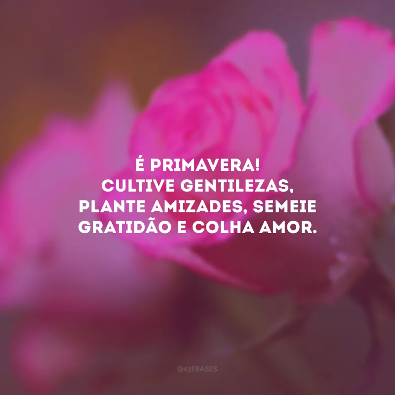 É primavera! Cultive gentilezas, plante amizades, semeie gratidão e colha amor. 