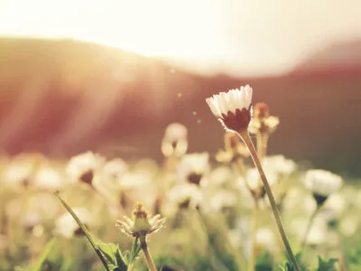 60 frases de primavera para florescer por onde flor