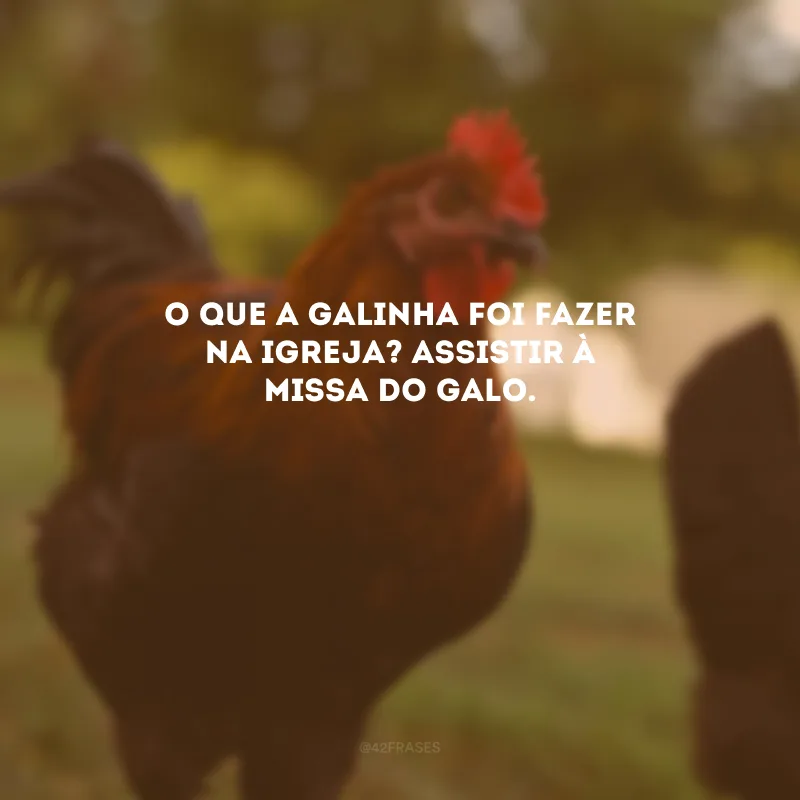 O que a galinha foi fazer na igreja? Assistir à Missa do Galo.