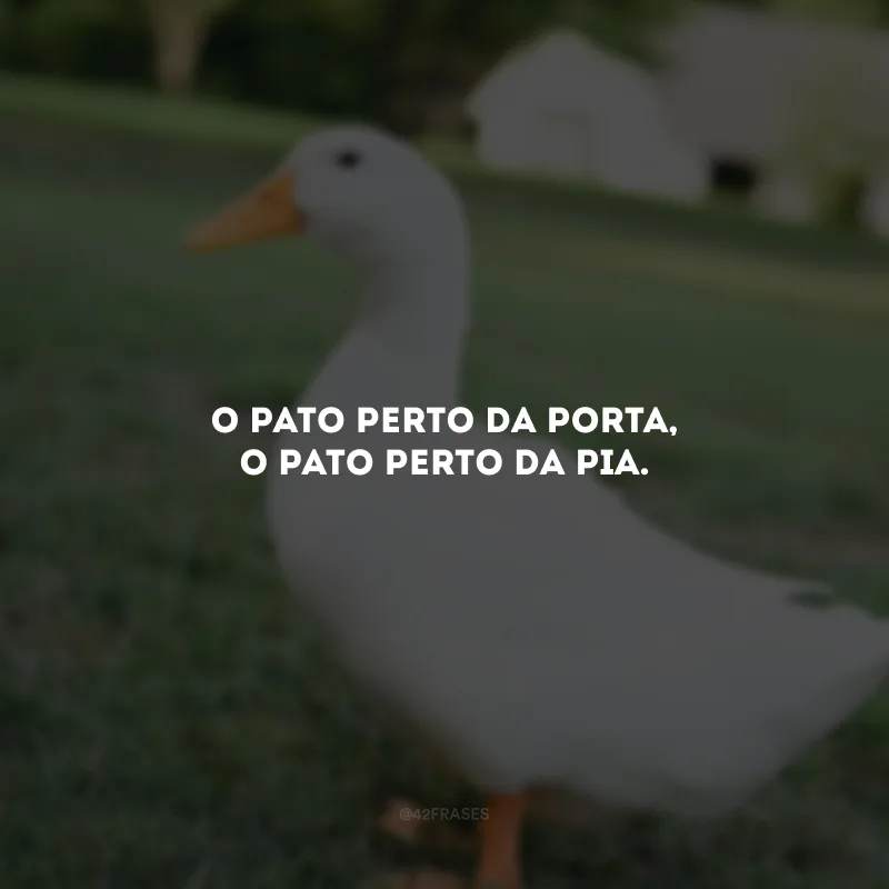 O pato perto da porta, o pato perto da pia.