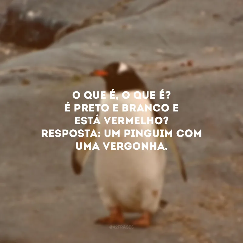 O que é, o que é? É preto e branco e está vermelho? Resposta: Um pinguim com uma vergonha. 